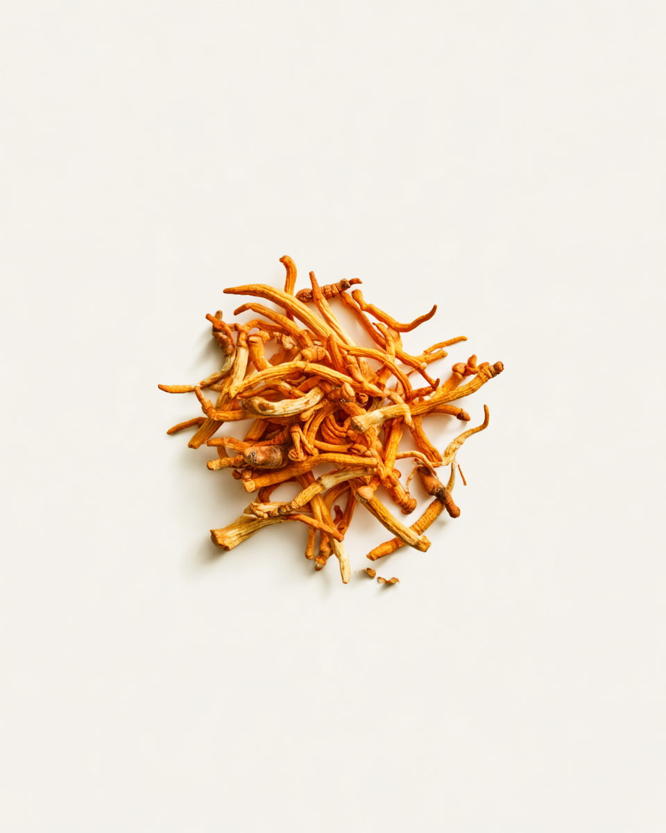 cordyceps militaris