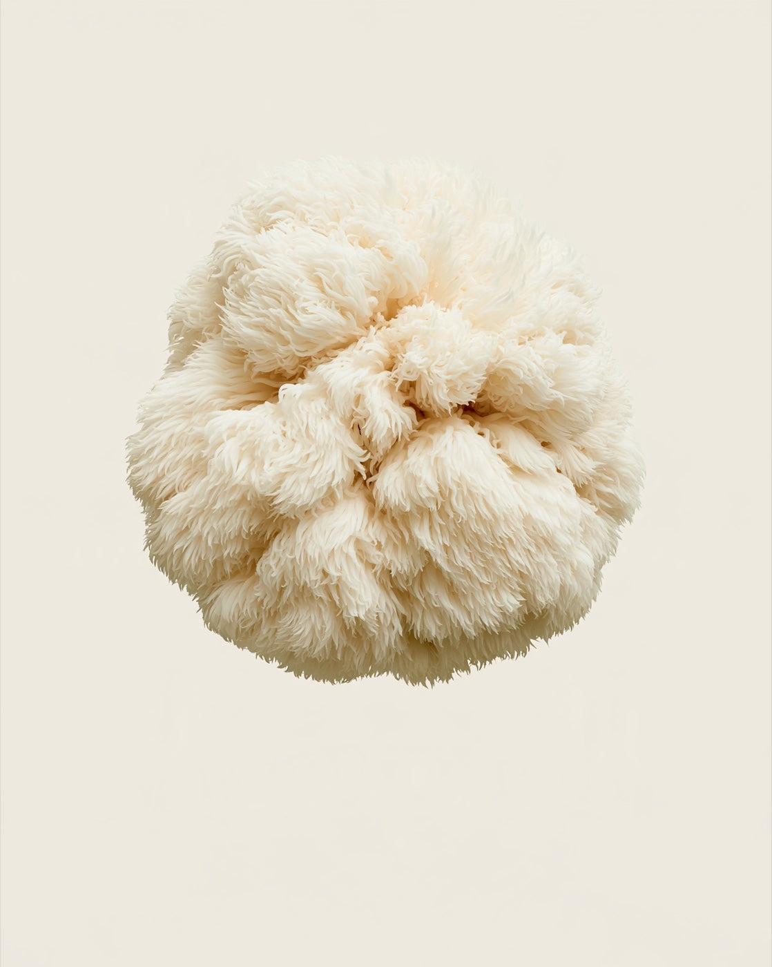 lion’s mane